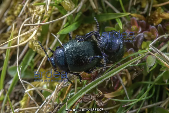 : Mating pair of Lesser Bloody-nosed Beetles, Tima : Mating pair of Lesser Bloody-nosed Beetles, Tima