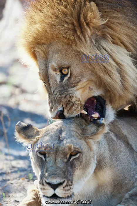 : Lion. A mating pair of Lions (Panthera leo) growl : Lion. A mating pair of Lions (Panthera leo) growl