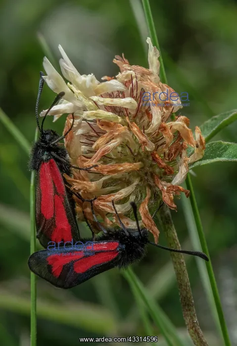 : Mating pair of Transparent burnet moths, Zygaena : Mating pair of Transparent burnet moths, Zygaena