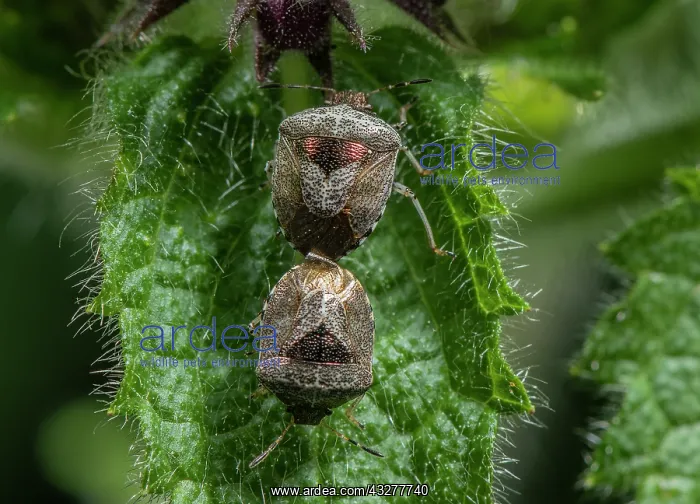 : Mating pair of Woundwort Shieldbug, Stagonomus venustissimus : Mating pair of Woundwort Shieldbug, Stagonomus venustissimus