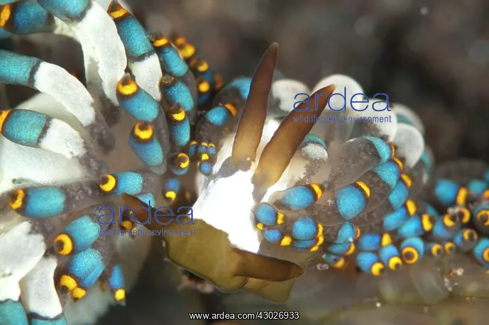 : Mating pair of Yamasu's Cuthona Nudibranches : Mating pair of Yamasu's Cuthona Nudibranches