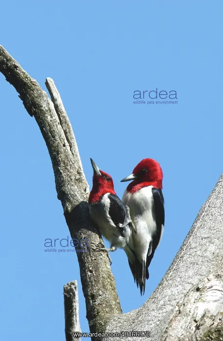 : Mating Red-headed Woodpeckers : Mating Red-headed Woodpeckers