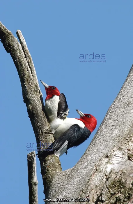 : Mating Red-headed Woodpeckers : Mating Red-headed Woodpeckers