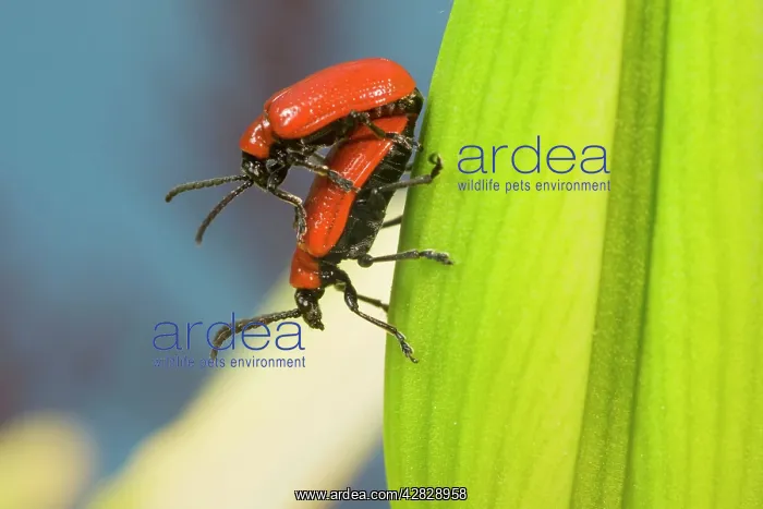: Mating Scarlet Lily Beetles : Mating Scarlet Lily Beetles