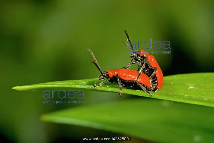 : Mating Scarlet Lily Beetles : Mating Scarlet Lily Beetles