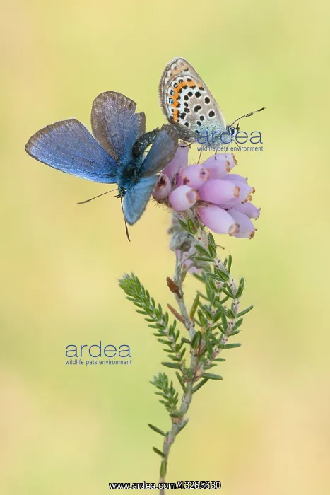 : mating Silver-studded blue (Plebejus argus) on : mating Silver-studded blue (Plebejus argus) on