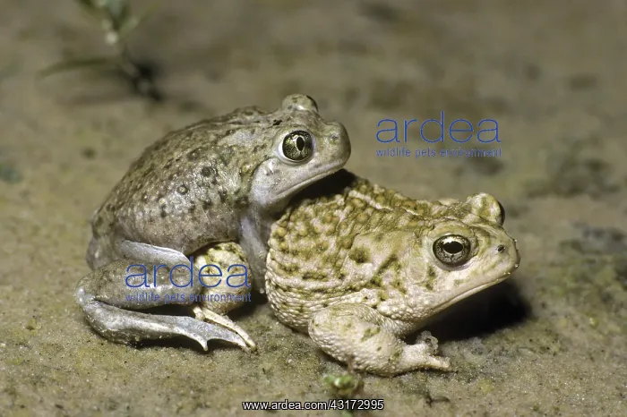 : Mating Spadefoot Toads : Mating Spadefoot Toads