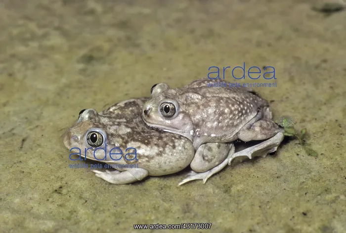 : Mating Spadefoot Toads : Mating Spadefoot Toads