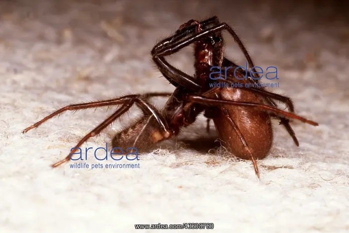 : MATING SPIDERS : MATING SPIDERS