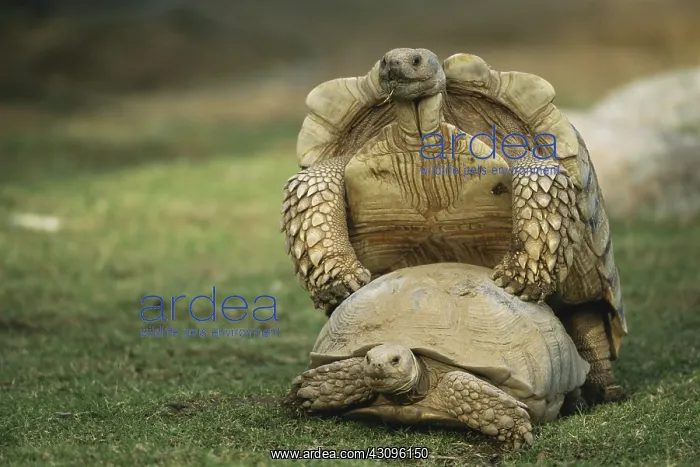 : Mating Spurred Tortoises : Mating Spurred Tortoises