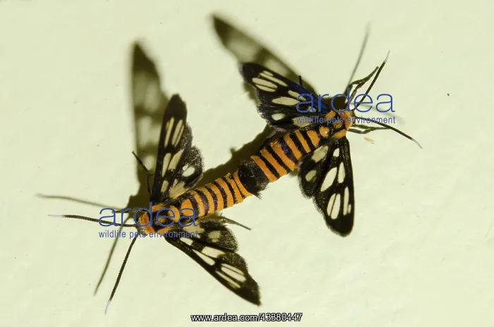 : Mating Tiger Moths : Mating Tiger Moths