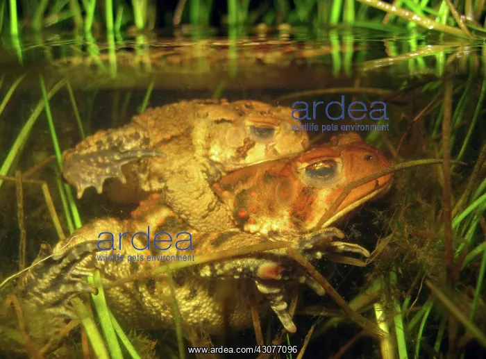 : Mating Toads : Mating Toads