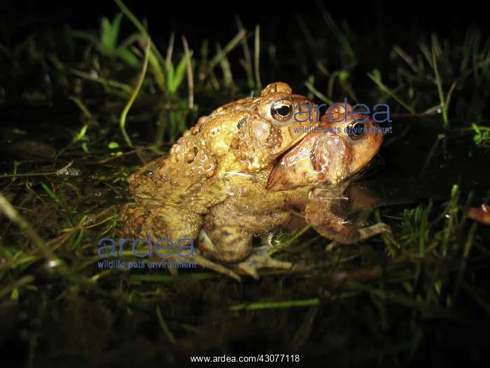 : Mating Toads : Mating Toads