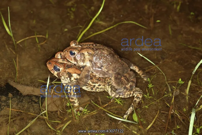 : Mating Toads : Mating Toads