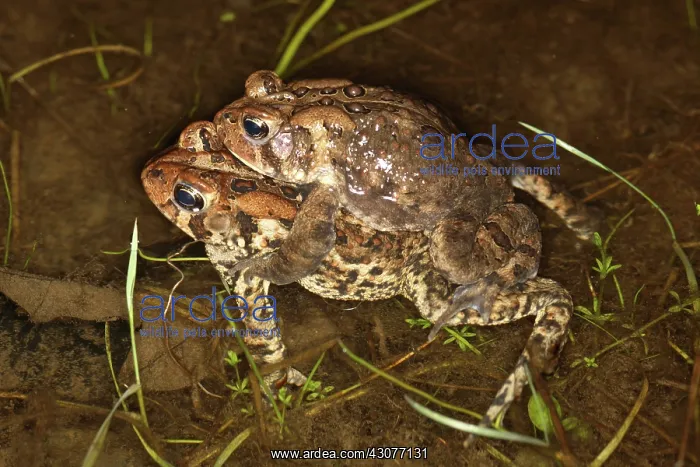: Mating Toads : Mating Toads