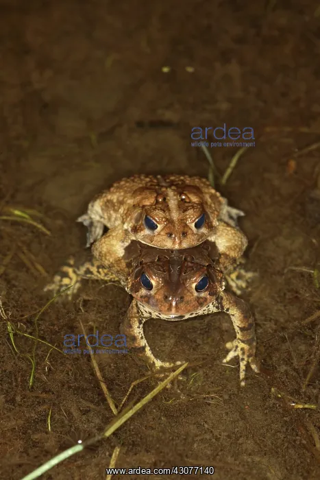 : Mating Toads : Mating Toads