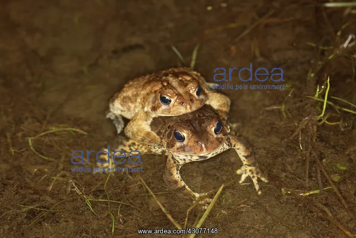 : Mating Toads : Mating Toads