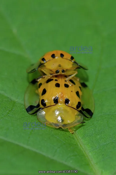 : Mating Tortoise Beetles : Mating Tortoise Beetles