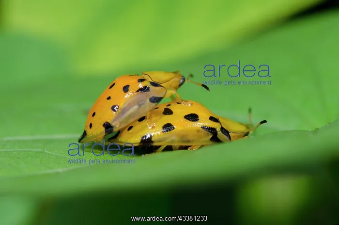 : Mating Tortoise Beetles : Mating Tortoise Beetles