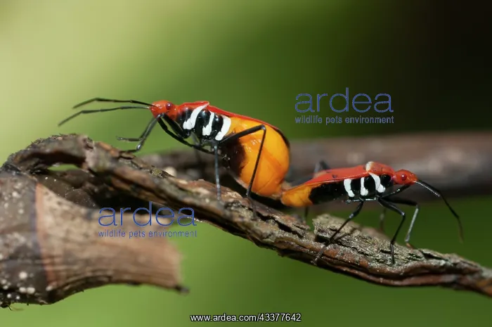 : Mating True Bugs : Mating True Bugs