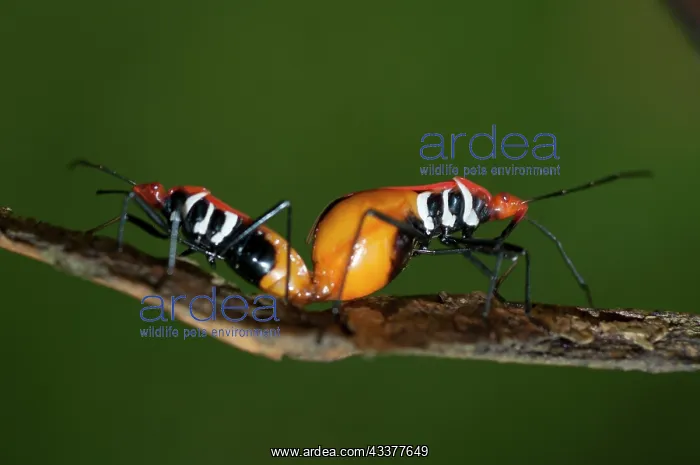 : Mating True Bugs : Mating True Bugs