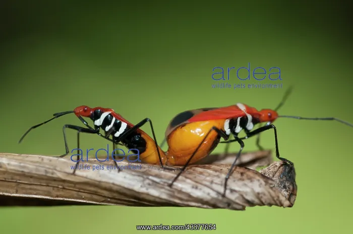 : Mating True Bugs : Mating True Bugs