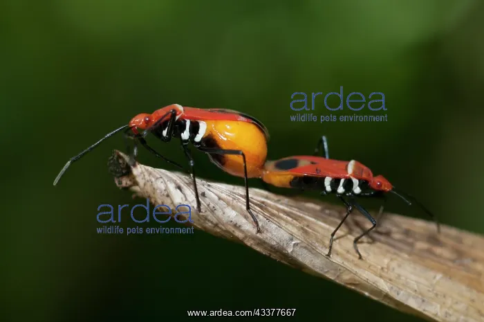 : Mating True Bugs : Mating True Bugs