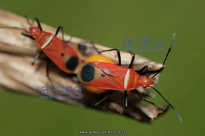 : Mating True Bugs : Mating True Bugs