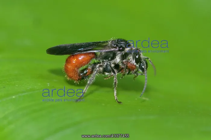 : Mating Velvet Ant Wasps : Mating Velvet Ant Wasps
