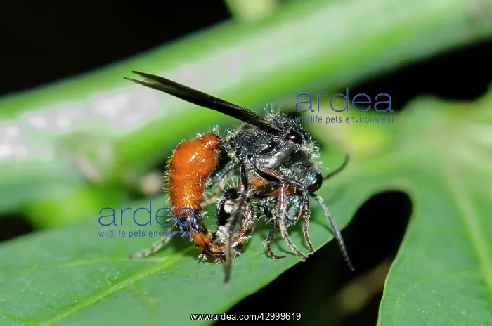 : Mating Velvet Ant Wasps - on leaf - Klungkung, Bali : Mating Velvet Ant Wasps - on leaf - Klungkung, Bali