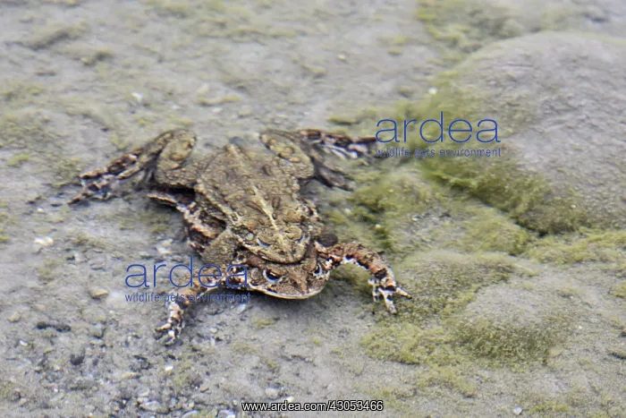 : Mating Western Toads (Anaxyrus boreas, formerly : Mating Western Toads (Anaxyrus boreas, formerly