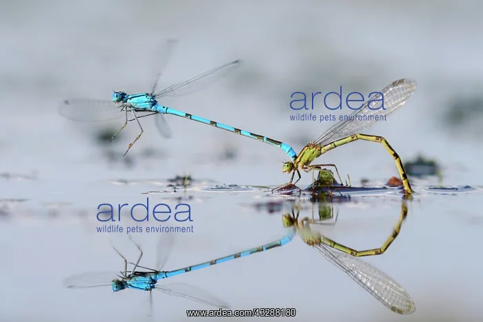 : Mating wheel of the Common blue damselfly (Enallagma : Mating wheel of the Common blue damselfly (Enallagma
