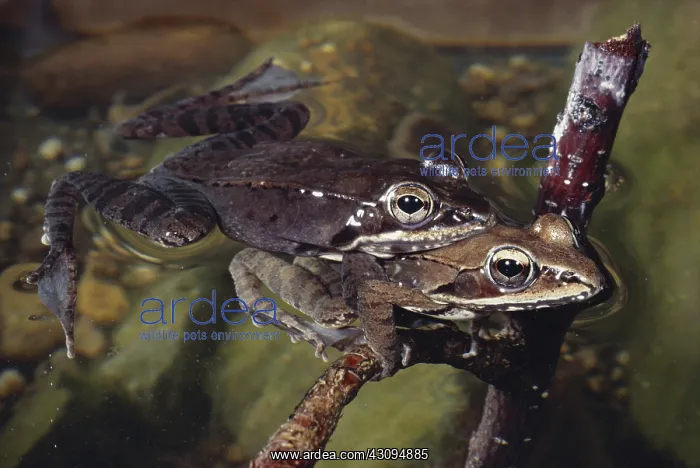 : Mating Wood Frogs : Mating Wood Frogs