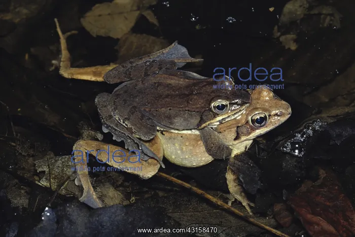 : Mating Wood Frogs : Mating Wood Frogs