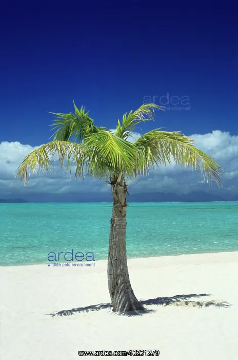 : Matira Beach on the island of Bora Bora : Matira Beach on the island of Bora Bora