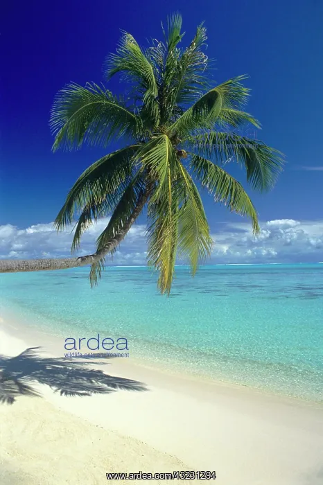 : Matira Beach on the island of Bora Bora : Matira Beach on the island of Bora Bora