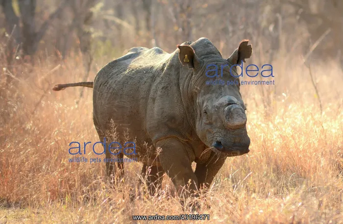 : The Matobos Hills national park is home for the : The Matobos Hills national park is home for the