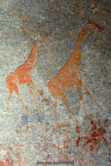 : Matobos Hills are full of rocks paintings made by : Matobos Hills are full of rocks paintings made by
