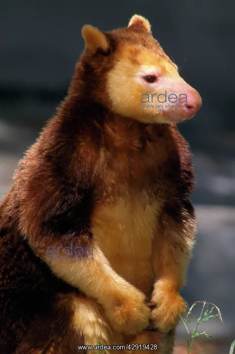 : Matschie's Tree Kangaroo : Matschie's Tree Kangaroo