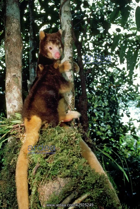  : Matschie's Tree Kangaroo