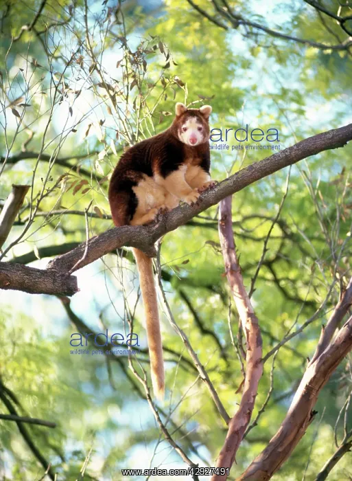: Matschie's Tree Kangaroo : Matschie's Tree Kangaroo
