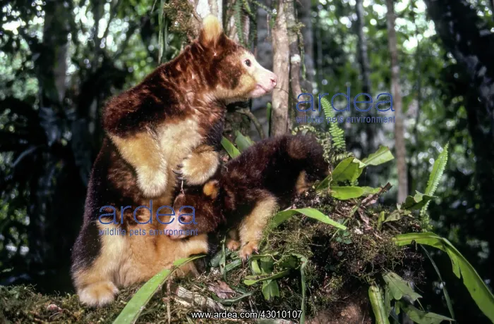 : Matschie's Tree Kangaroo : Matschie's Tree Kangaroo