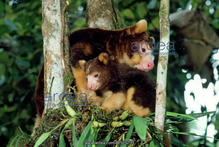: Matschie's Tree Kangaroo - adult & young : Matschie's Tree Kangaroo - adult & young