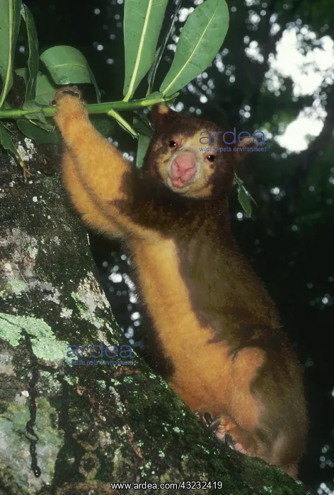 : Matschie's Tree Kangaroo, (Dendrolagus matschiei) : Matschie's Tree Kangaroo, (Dendrolagus matschiei)