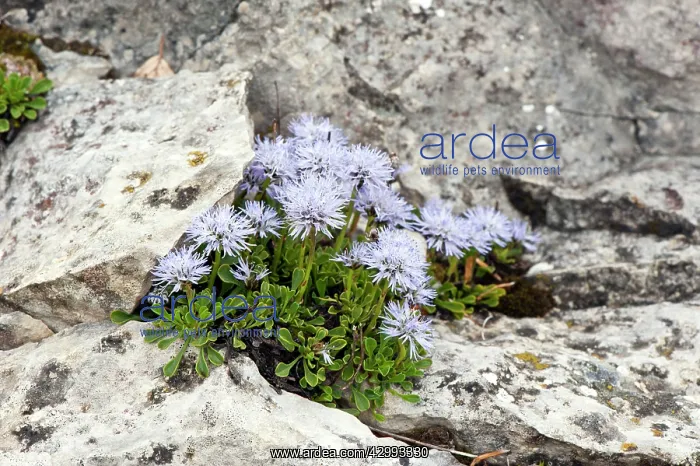 : Matted globularia - Growing in split in rocks : Matted globularia - Growing in split in rocks