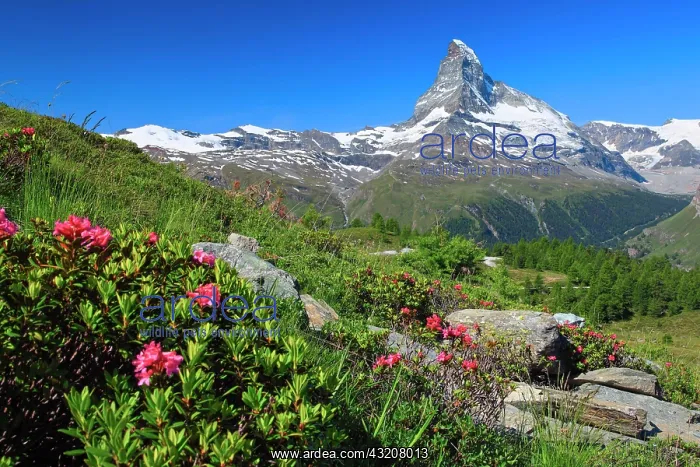  : Matterhorn with alpine roses, Valais, Switzerland