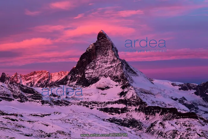 : Matterhorn at dawn, Valais Alps, Zermatt, Canton : Matterhorn at dawn, Valais Alps, Zermatt, Canton