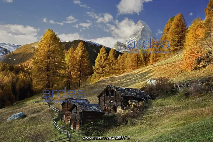 : Matterhorn framed by autumn Larch trees : Matterhorn framed by autumn Larch trees