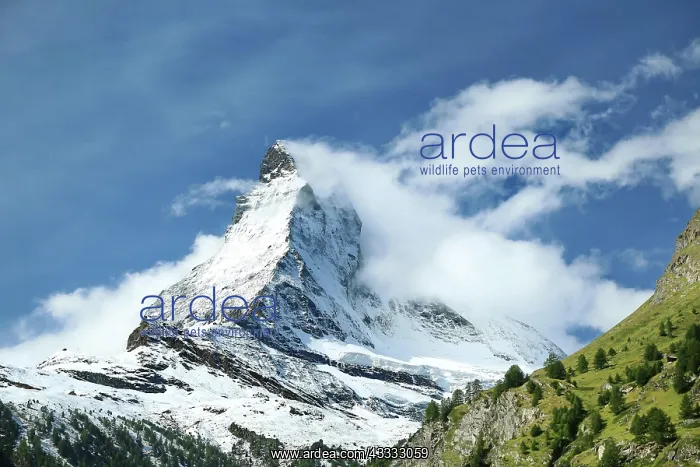: The Matterhorn with an impressive cloud plume. Zermatt : The Matterhorn with an impressive cloud plume. Zermatt