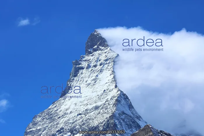 : The Matterhorn with an impressive cloud plume. Zermatt : The Matterhorn with an impressive cloud plume. Zermatt